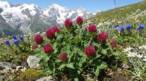 Red Clover