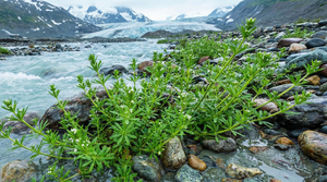 Cleavers