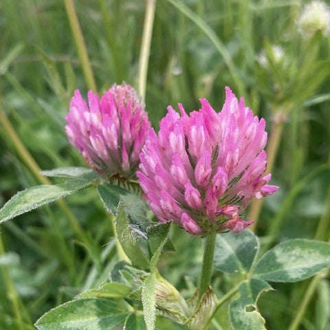 Red Clover