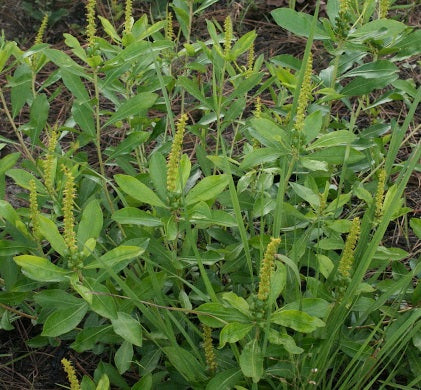 Stillingia Root