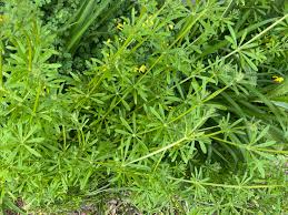 Cleavers Herb