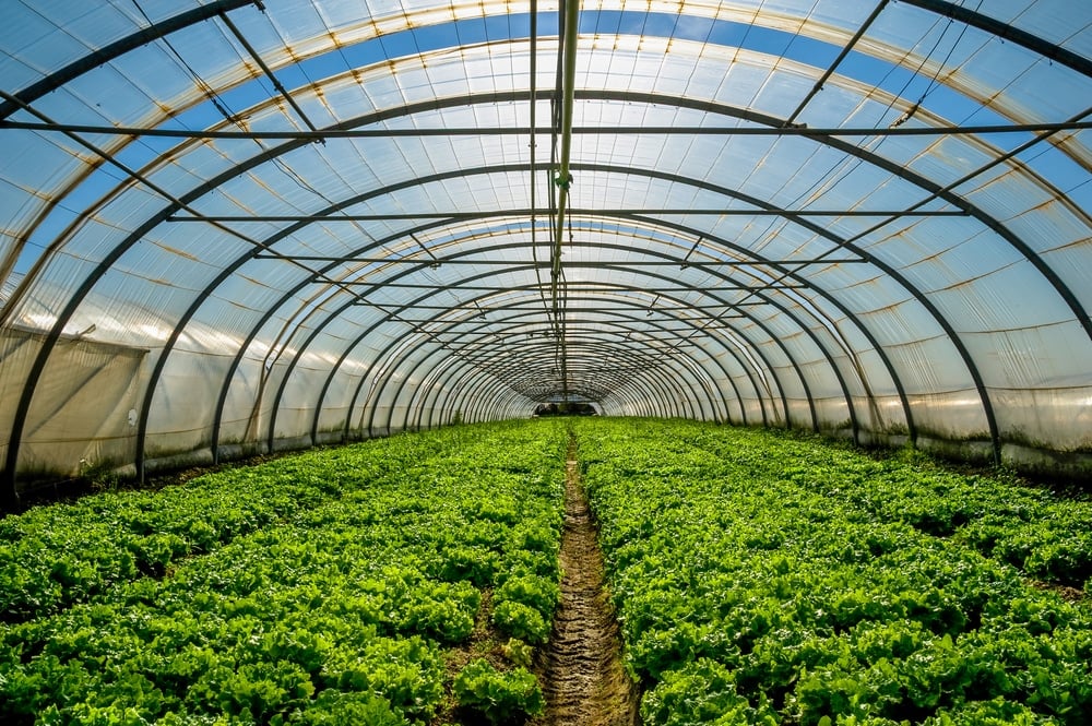 Standardized Farmed Herbs