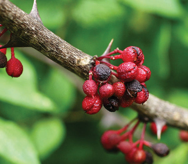 Prickly Ash Bark